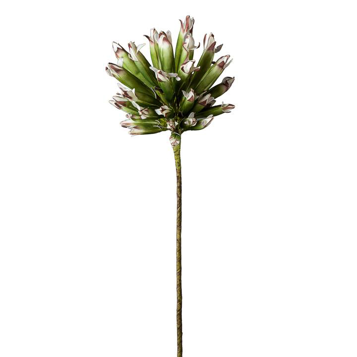 Torre & Tagus Desert Thistle Burst Stem, Dark Green | Borsheims