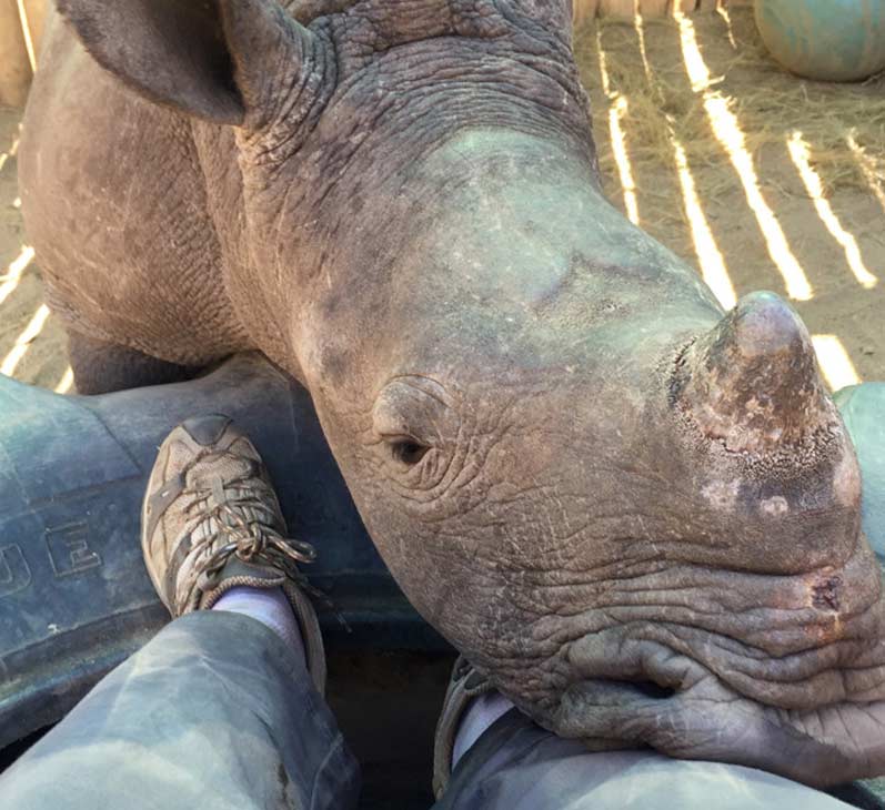 Saving the Rhinos